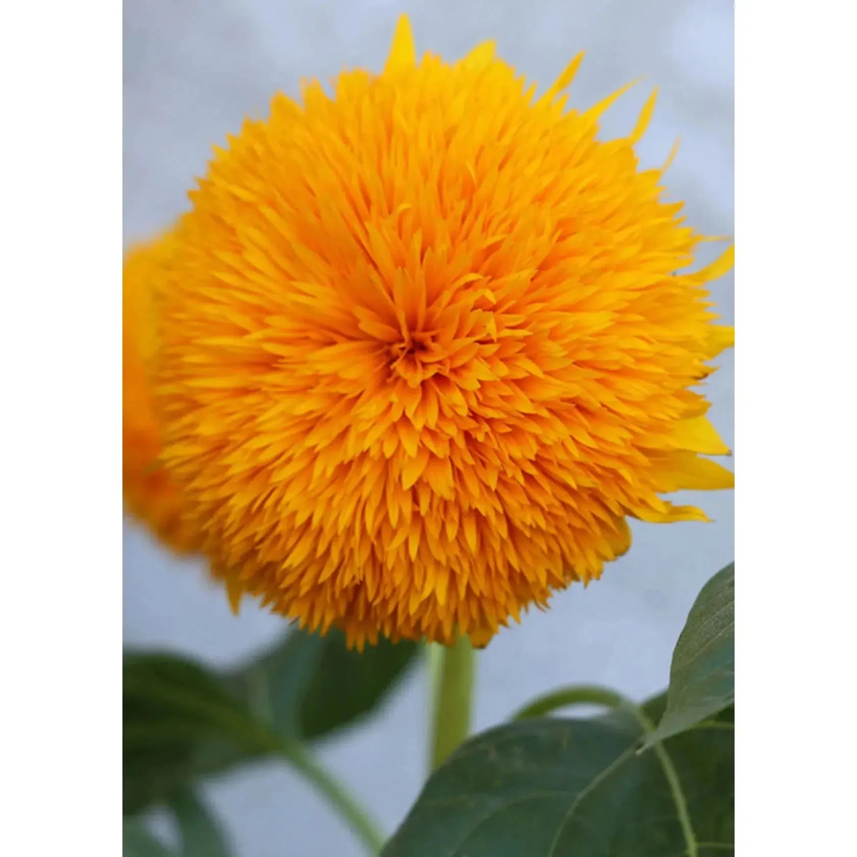 Herboo x Scout & Co exclusive - Sunflower 'Teddy Bear' seeds